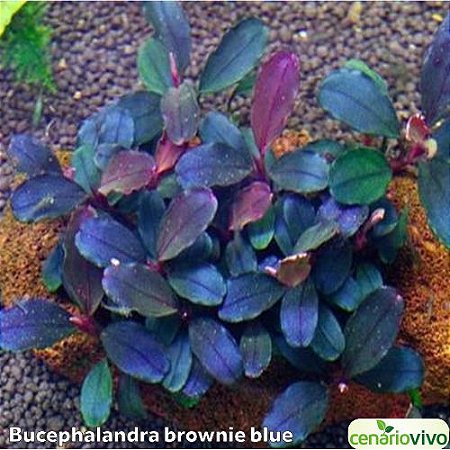 Bucephalandra brownie blue