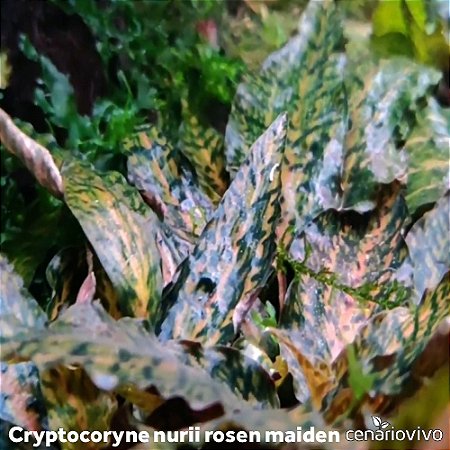 Cryptocoryne nurii rosen maiden (muda pequena)