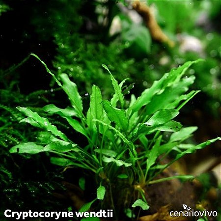 Cryptocoryne wendtii