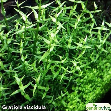 Gratiola viscidula