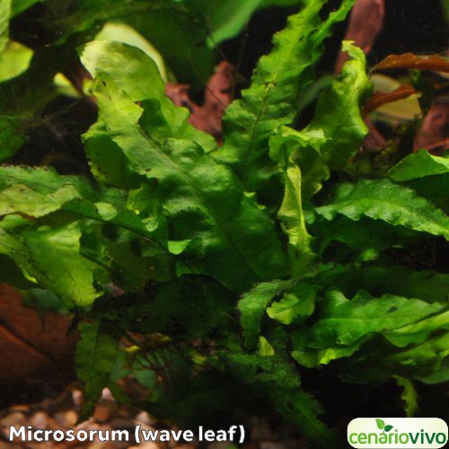 Microsorum (wave leaf)