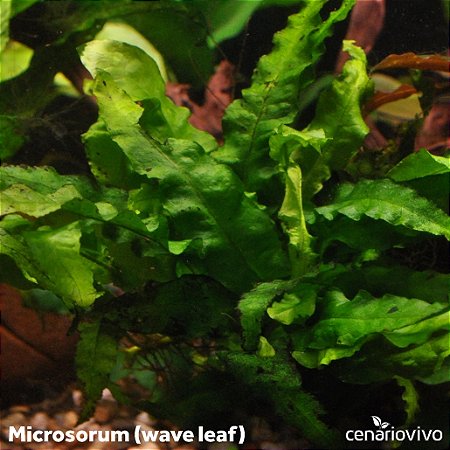 Microsorum (wave leaf)