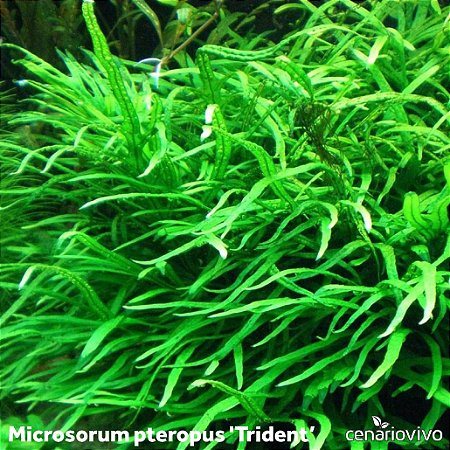 Microsorum pteropus 'Trident'