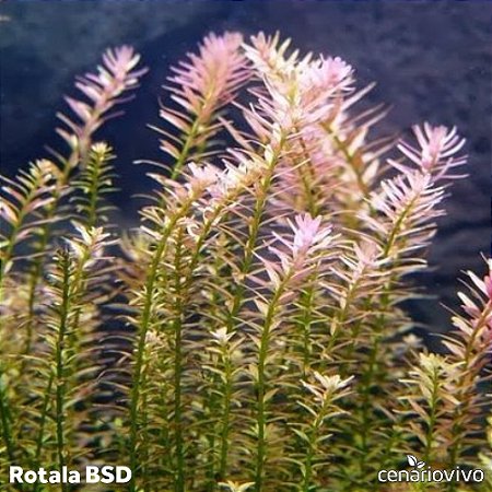 Rotala BSD