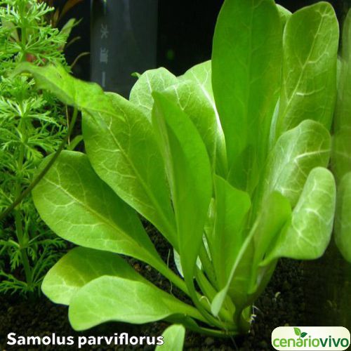 Samolus parviflorus