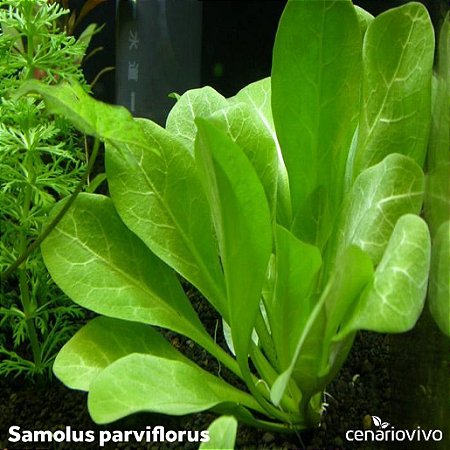 Samolus parviflorus