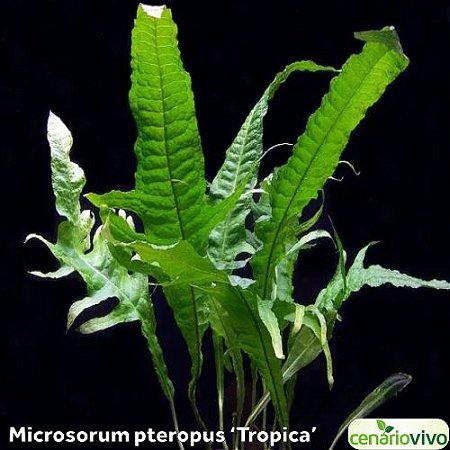Microsorum pteropus 'Tropica'