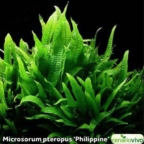 Microsorum pteropus 'Philippine'