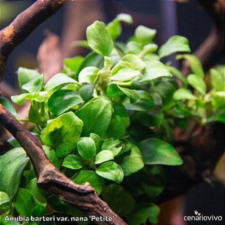 Anubias barteri var. nana 'Petit'