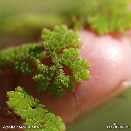 Azolla caroliniana