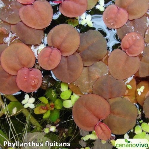 Phyllanthus fluitans