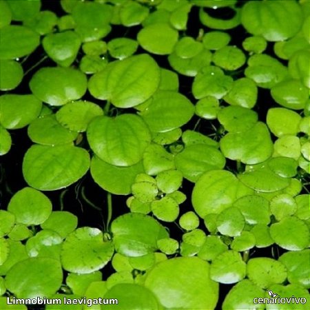 Limnobium laevigatum