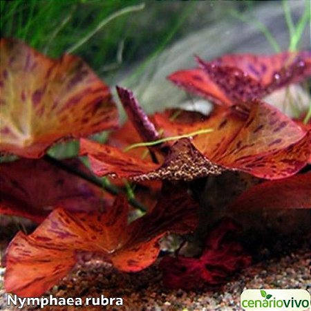 Nymphaea rubra