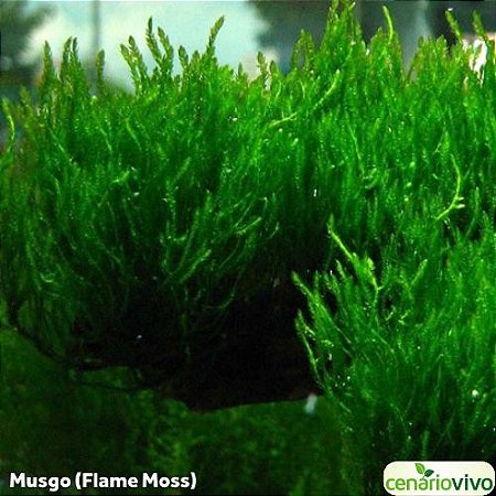 Flame Moss (Taxiplyllum sp.)
