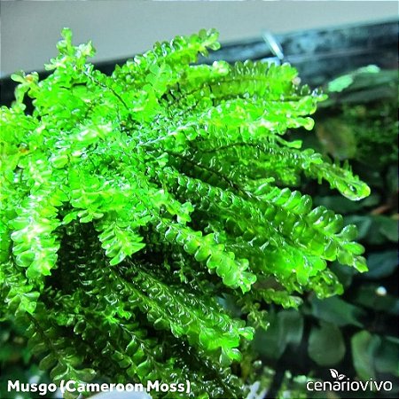 Plagiochilaceae sp. "Cameroon Moss"