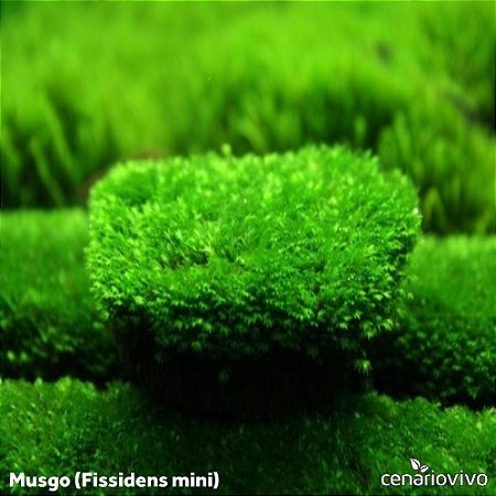 Fissidens mini