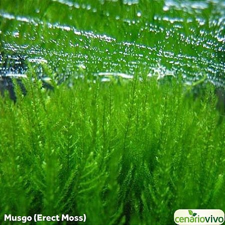 Erect Moss (Vesicularia reticulata)