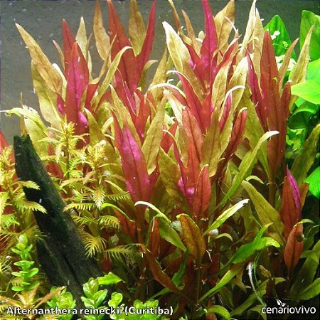 Alternanthera reineckii (Curitiba)