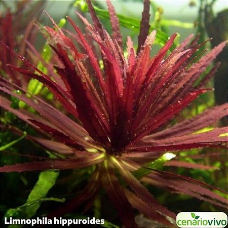 Limnophila hippuroides