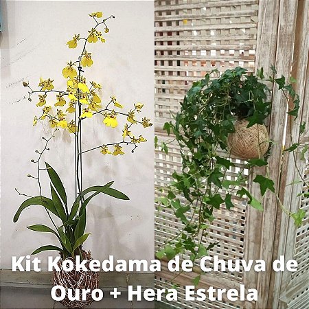 Kit Kokedama Orquídea Chuva de ouro + Kokedama Hera estrela