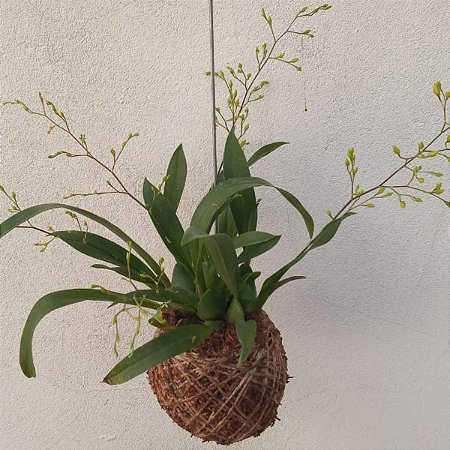 Kokedama de Mini Orquídea Estrelinhas (Oncidium twinkle)