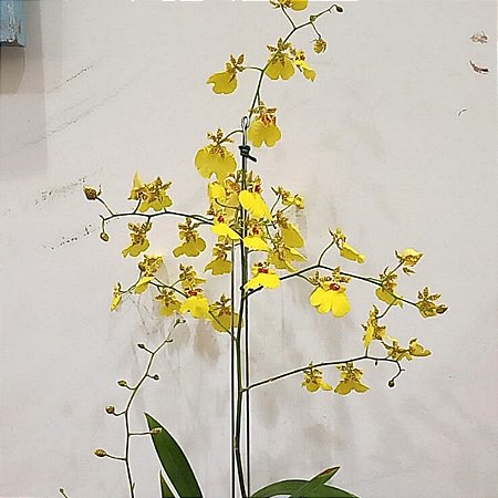 Kokedama de Orquídea Chuva de Ouro ou Pingo de Ouro (Oncidium Aloha) Acabamento Barbante Fio Cru