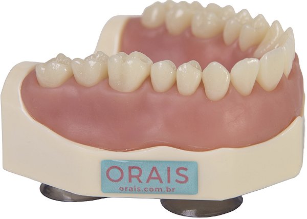 Manequim Dentística Superior (cod.101SUP)