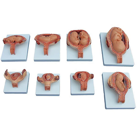 Conjunto de Modelos Processo de desenvolvimento do feto  - 4D ANATOMY