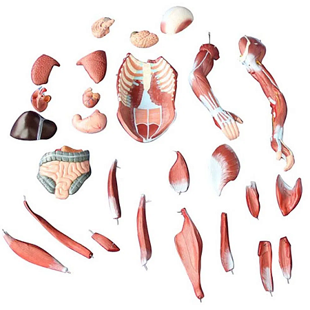 Modelo de Músculo Humano Masculino80 cm (27 peças) - 4D ANATOMY