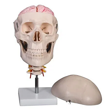Crânio com Coluna Cervical e Cérebro, em 8 Partes - 4D ANATOMY