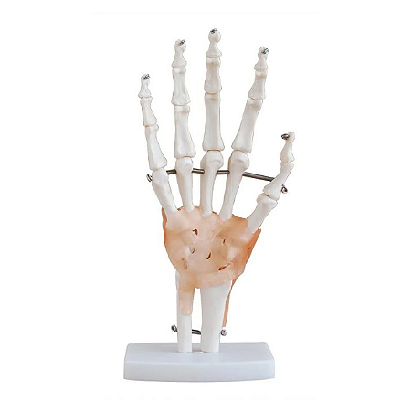Articulação da Mão Com Ligamentos- 4D ANATOMY