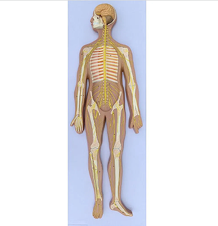 Modelo do Sistema Nervoso Humano-  4D ANATOMY