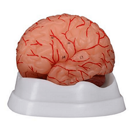 Modelo Dissecção do Cérebro Humano com Artérias (9 peças)- 4D ANATOMY