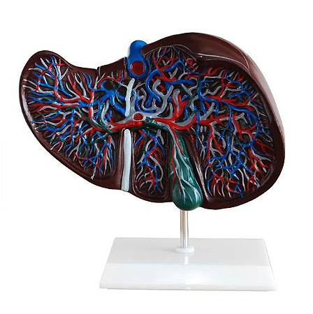 Modelo do Fígado Humano - 4D ANATOMY