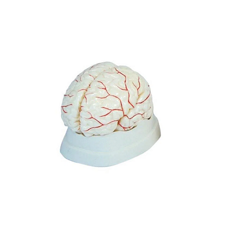 Modelo da Cérebro Humano com Artérias (8 peças) - 4D ANATOMY