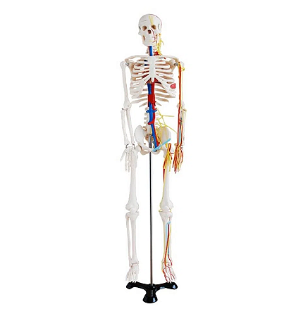 Modelo Esqueleto Humano com Nervos e Vasos Sanguíneos - 85cm - 4D ANATOMY
