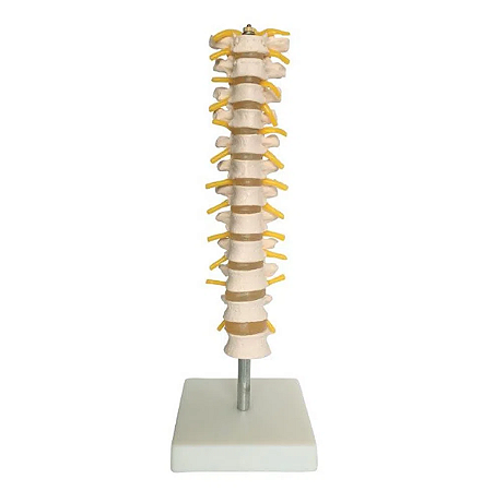 Modelo da Coluna Espinhal Torácica Humana - 4D ANATOMY
