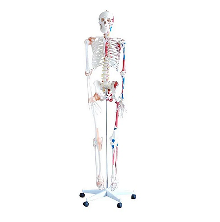 Esqueleto com Musculos e Ligamentos - 180cm - 4D ANATOMY