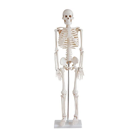 Esqueleto Humano 85 cm de Altura com Suporte- 4D ANATOMY