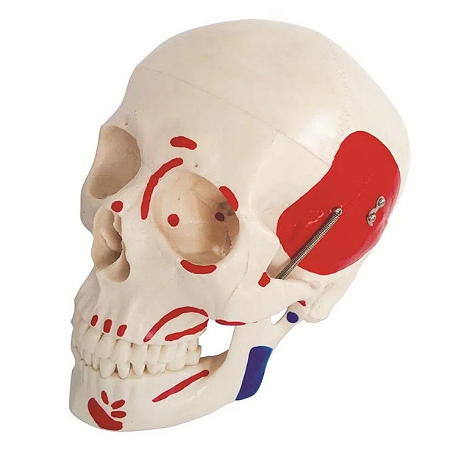 Modelo de Crânio Humano com Músculos Pintado - Tamanho Real- 180cm - 4D ANATOMY