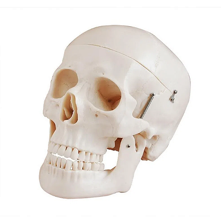 Crânio Humano com Mandíbula Móvel  - 4D Anatomy