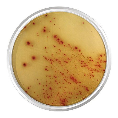 Agar Cromogênico E.Coli 0157:H7. Frasco 500 G - Kasvi