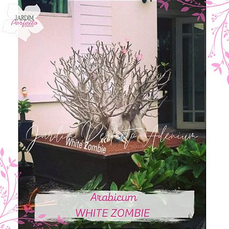 1 SEMENTE  ARABICUM WHITE ZOMBIE