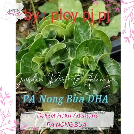 1 SEMENTE MINI DHA 100% PA NONG BUA