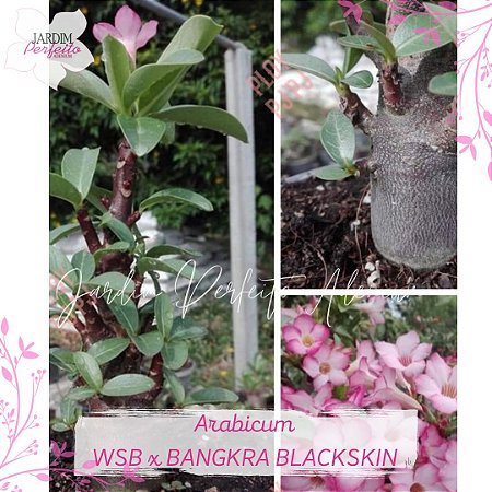 1 SEMENTE ARABICUM WSB X BANGKRA