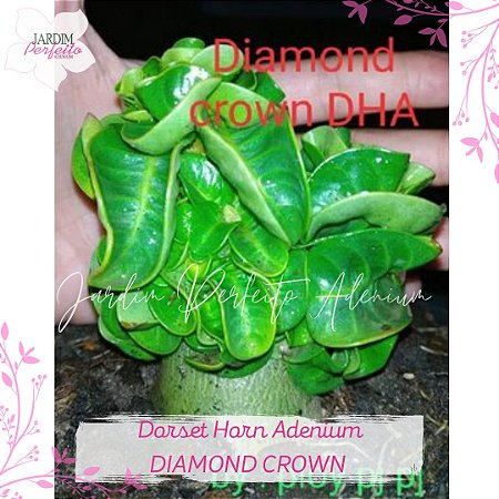 1 SEMENTE MINI DHA 100% DIAMOND CROWN
