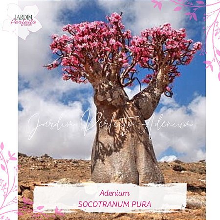 ADENIUM SOCOTRANUM PURA