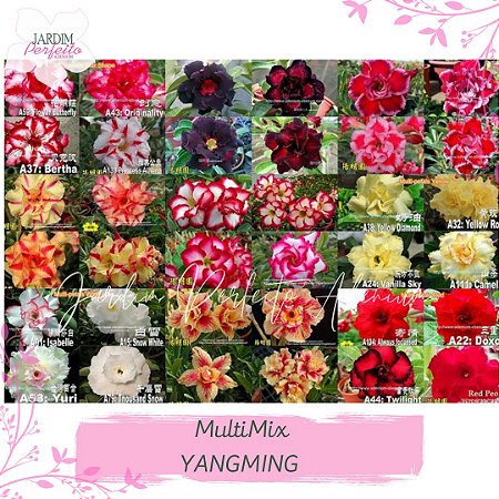 1000 SEMENTES MULTIMIX YANG MING
