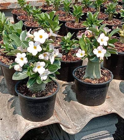 1 SEMENTE ARABICUM WHITE HOUSE (FLOR BRANCA)