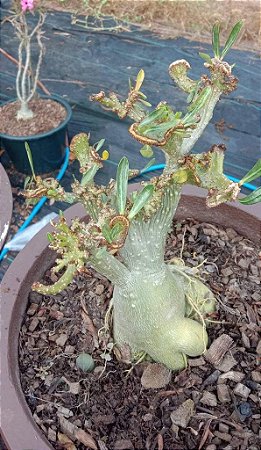 1 SEMENTE OBESUM CRISTATA APINYA (80-90%)